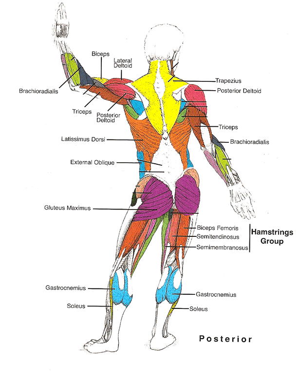 xsection of muscle